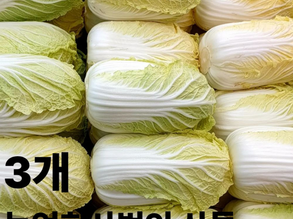 [이삭솔루션] 국내산 알베기 배추 3개