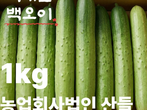 [이삭솔루션] 국내산 백오이 1kg